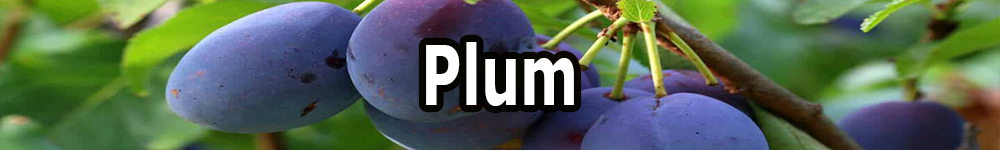 plum