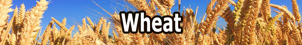 wheat