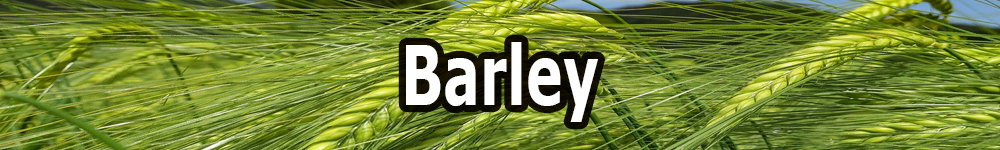 barley