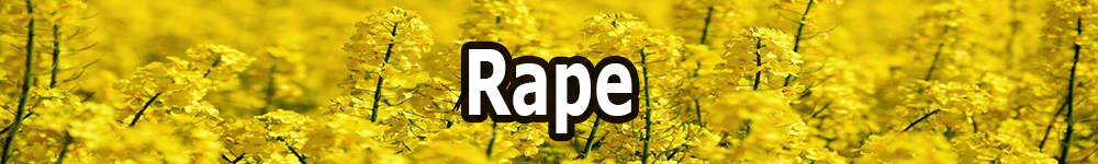 rape