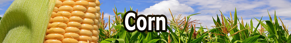 corn